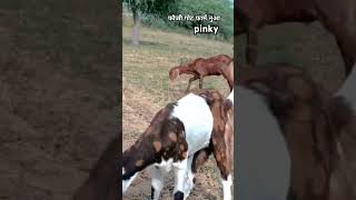 pinky not for sale quality jhunjhunu brands goatfarming shok shokeen gujari [upl. by Field189]