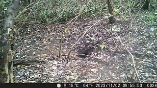 Eurasian Jay Occasionally Relocates Cached Food in Autumn Forest [upl. by Nede]