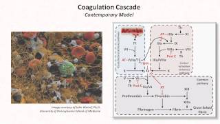 Hemostasis Lesson 3  Coagulation Cascade and Fibrinolysis [upl. by Ahsatan]