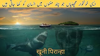 Piranha Fish  Piranha Documentary  Deadliest Fish  पिरान्हा वृत्तचित्र [upl. by Studnia576]