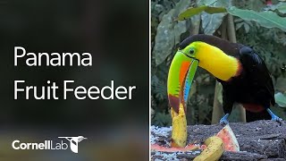 Panama Fruit Feeder Cam at Canopy Lodge  Cornell Lab [upl. by Swartz]