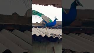 peacock original video original sound trending nationalbirds ytshorts peacocking ytshortvideo [upl. by Lianne]