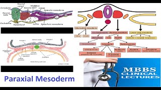 Paraxial Mesoderm [upl. by Courtney714]