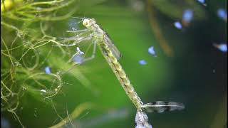 Short Shots 2 Damselfly Nymphs Feeding [upl. by Nimsay]