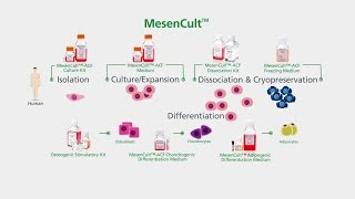 MesenCult™ for Mesenchymal Stem and Progenitor Cell Isolation Culture amp Differentiation [upl. by Kirsten470]