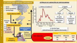 Eje hipotálamohipófisissuprarrenal  Fisiología de los glucocorticoides y mineralocorticoides [upl. by Ennairda]