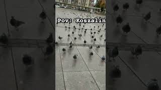 Pov Koszalin koszalin memes wgorachjestwszystkocokocham [upl. by Norrek]