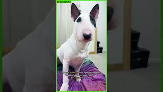 ALL ABOUT THE BULL TERRIER  Bull Terrier Facts  Dog Breed Info  Bull Terrier Training shorts [upl. by Hebner]