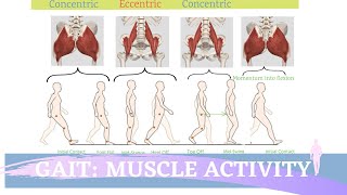 Gait Muscular Activity amp Action [upl. by Johnnie24]