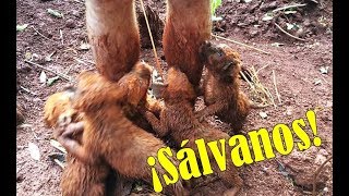 ¡COMMOVEDOR Estos cachorros rogaron para ser salvados  Puppy Rescue [upl. by Gwenore]