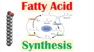 Fatty Acid Synthesis Pathway Overview Enzymes and Regulation [upl. by Anaibaf]