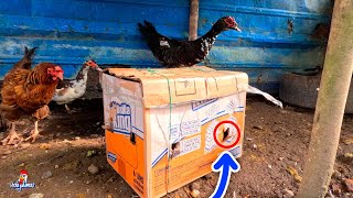 Nuevo Pato en el Gallinero 😲 Cambiamos al Pato Macho [upl. by Clevie]