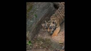 The tiger leads its cubs to catch prey and feed [upl. by Lothar]