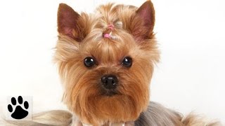 Породы собак  Йоркширский терьер Yorkshire Terrier Dog Breed [upl. by Orelia]