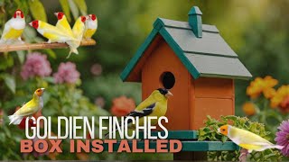 AJ Goldfinches ko box Laga deya 🌟goldienfinches dailyvlog pets [upl. by Odlanyer]