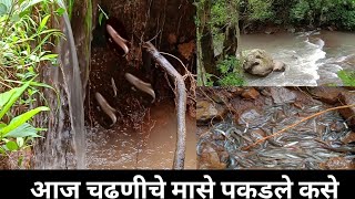 आज चढणीचे मासे पकडले कसे बघा हा व्हिडीओ Watch this video how to catch a climbing fish today [upl. by Dyane]