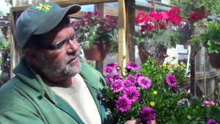 Osteospermum  A Good Plant to Try [upl. by England]