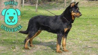 BEAUCERON ► Characteristics and temperament 🐶 [upl. by Eikciv210]