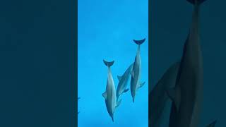 Exciting Dolphin Sighting 🐬 relaxing naturesounds dolphins dolphin [upl. by Latsyrd]