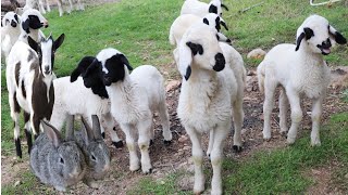 Hewan hewan  Kelinci  Ternak kambing etawa  Domba  Bebek Lucu  Binatang Suara  Sapi  Embek [upl. by Leacock]