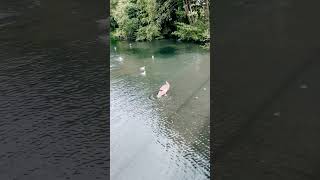 Cygnets Hilarious SelfGrooming Routine [upl. by Smitt287]