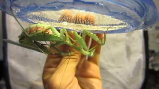 Miomantis caffra mating [upl. by Gredel233]