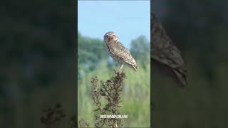 🔊Sonido de Lechuza vizcachera o Pequen shorts lechuza pequen [upl. by Zurheide510]