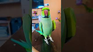 Ay Mithu ay Mittho 😍😍 cute parrotshorts youtubeshorts Talking Tuktuk Like baby [upl. by Redd]