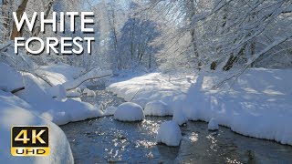 4K White Forest  Calming River Sounds  Snowy Woods  Relaxing Winter Nature Video  Ultra HD [upl. by Holbrooke531]