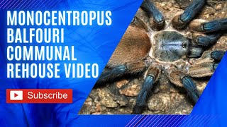 monocentropus balfouri Socotra Island Blue Baboon communal tarantula rehouse amp care [upl. by Naltiak211]