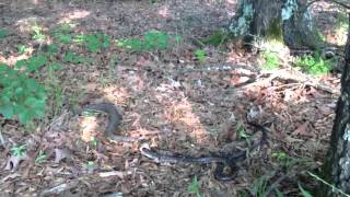 Water Moccasin Eating a Larger King Snake [upl. by Epperson]