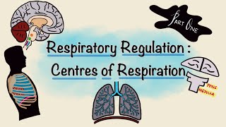 Respiratory Regulation  Part One  Centres of Respiration  Respiratory Physiology [upl. by Noirb325]