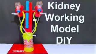 kidney working model with stand for science fair exhibition  urinary system  craftpiller [upl. by Analram]