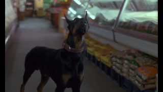 Dobermans in movie  25  Доберманы в кино [upl. by Adiraf]