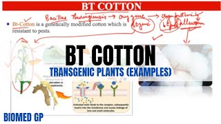 Bt Cotton  Easy explanation  Transgenic plants [upl. by Gaves]