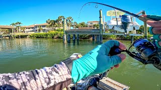 These Docks were LOADED with FISH [upl. by Job179]