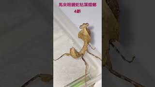 馬來眼鏡蛇枯葉螳螂4齡。mantis 😗🫡👍 [upl. by Gruver226]