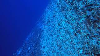 Molokini Crater Back Wall East to West SCUBA Dive with Lahaina Divers 20201223 [upl. by Ellette]