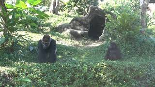 20201031 台北動物園 西部低地大猩猩 ニシローランドゴリラ Western Lowland Gorilla [upl. by Meenen780]