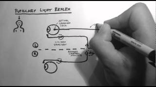 Pupil Dilation and Contraction [upl. by Sokil]