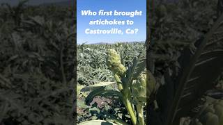 Why first brought artichokes to Castroville Ca realestate montereyrealtor livinginmonterey [upl. by Otero]