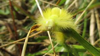 Pale Tussock Moth caterpillar  Meriansborstel  краснохвостка Pudibonde Calliteara pudibunda [upl. by Uolymme321]