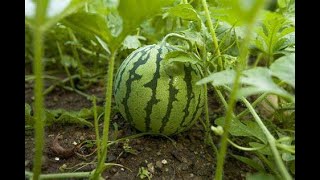 HEART HEATH Organic vitamins WE HAVE YELLOW WATERMELONS forming Fruit after only 2 WEEKS Non GMO [upl. by Arised]