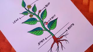 how to draw parts of plantdraw and label plant parts [upl. by Philip]