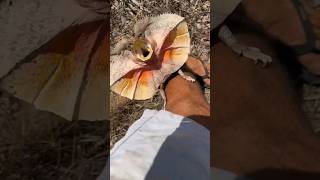 🐉 Why They Do This 😨 FrilledNeck Lizard shorts animals [upl. by Felicle]