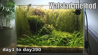 Betta Tank SETUP 1Year  Low Tech Aquarium  No Filter No Ferts No CO2Walstad Method Ep4 [upl. by Zed]