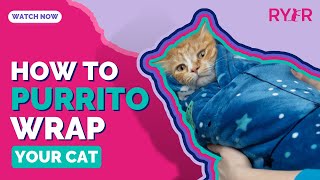 How to Purrito Wrap a Cat  RYERCAT [upl. by Pilloff439]