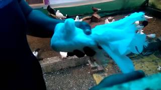 How to Prepare American Fantail Pigeon for Breeding [upl. by Wu]