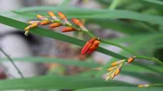 Крокосмия  Монтбреция  Crocosmia  Montbretia [upl. by Aicella]