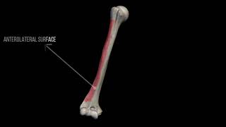 Humerus  Yahya Daraghmeh [upl. by Cadman]